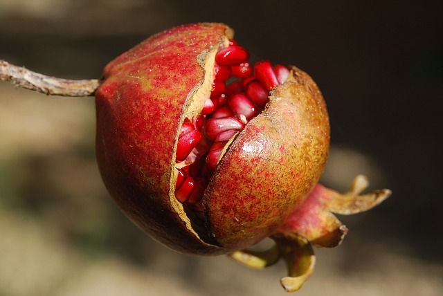 Snack Me, I'm Healthy - Die paradiesische Wunderfrucht