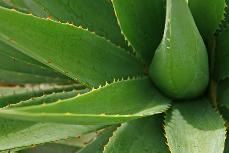 Die Aloe Vera Pflanze sieht man auf dem Bild und diese Pflanze hilft zum Einschlafen.