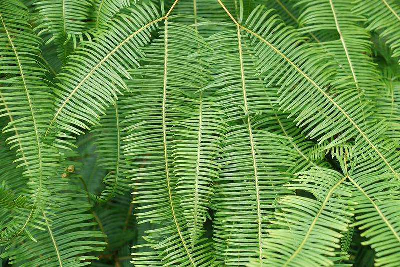 Die Nephrolepis exaltata Pflanze ist auf dem Bild zu sehen und diese Pflanze hilft beim Einschlafen.