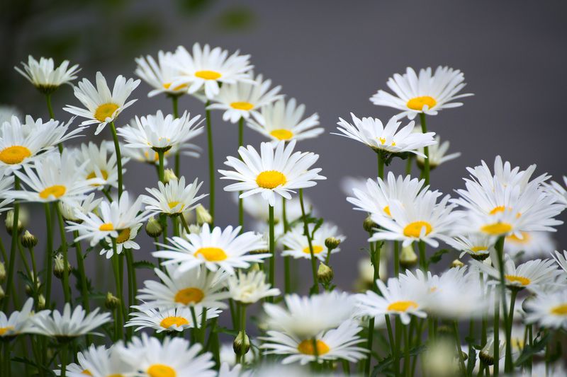 8 Pflanzen die gegen Stress, Depressionen und Angst helfen