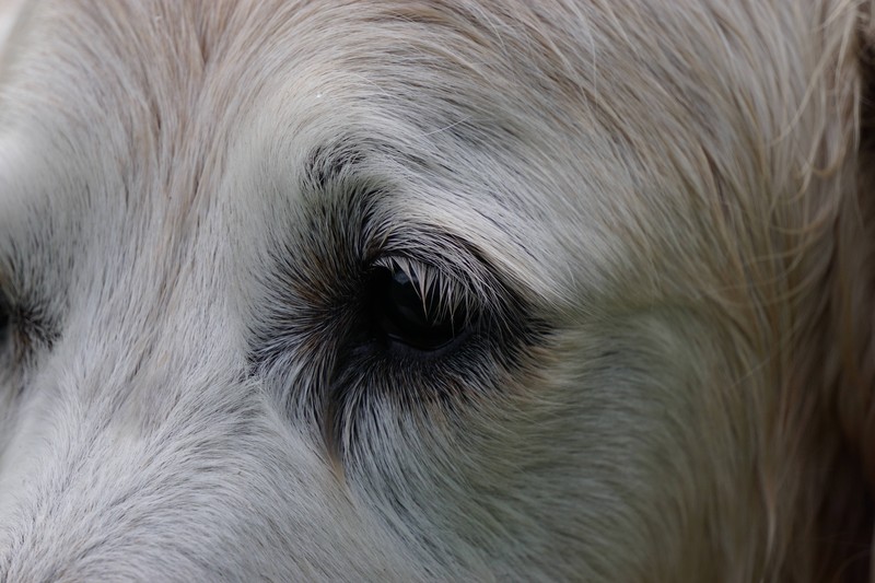Hunde können krankhafte Zellen riechen
