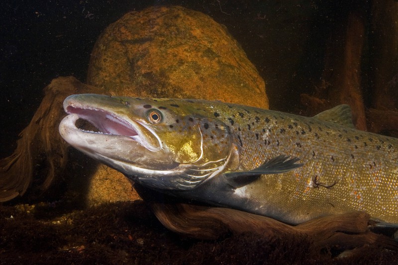 Das Foto illustriert den Fisch Lachs, der als keltisches Sternzeichen gegen den Strom schwimmt