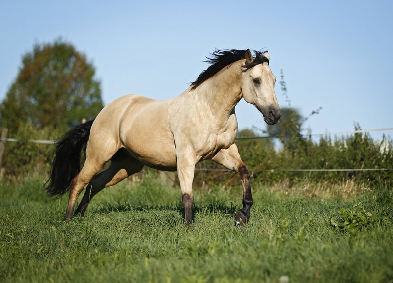 Man sieht ein Pferd, das auch im keltischen Horoskop Beachtung findet und als Sternzeichen fungiert