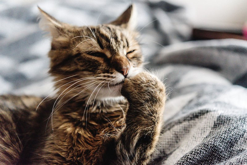 Katzenhaare bleiben hartnäckig auf der Kleidung, aber nicht, wenn man Essig in der Wäsche verwendet.