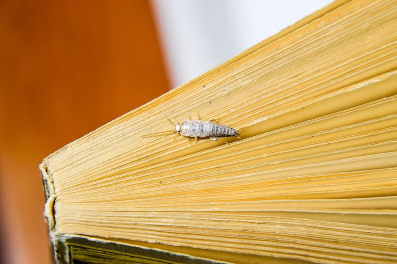 Silberfische verursachen durch ihre Ernährung Schäden an Papier und Holz.