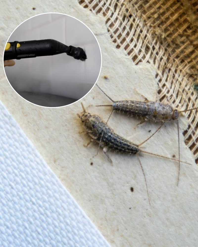 Sollte man Silberfische eigentlich einsaugen? Das sagt der Experte.