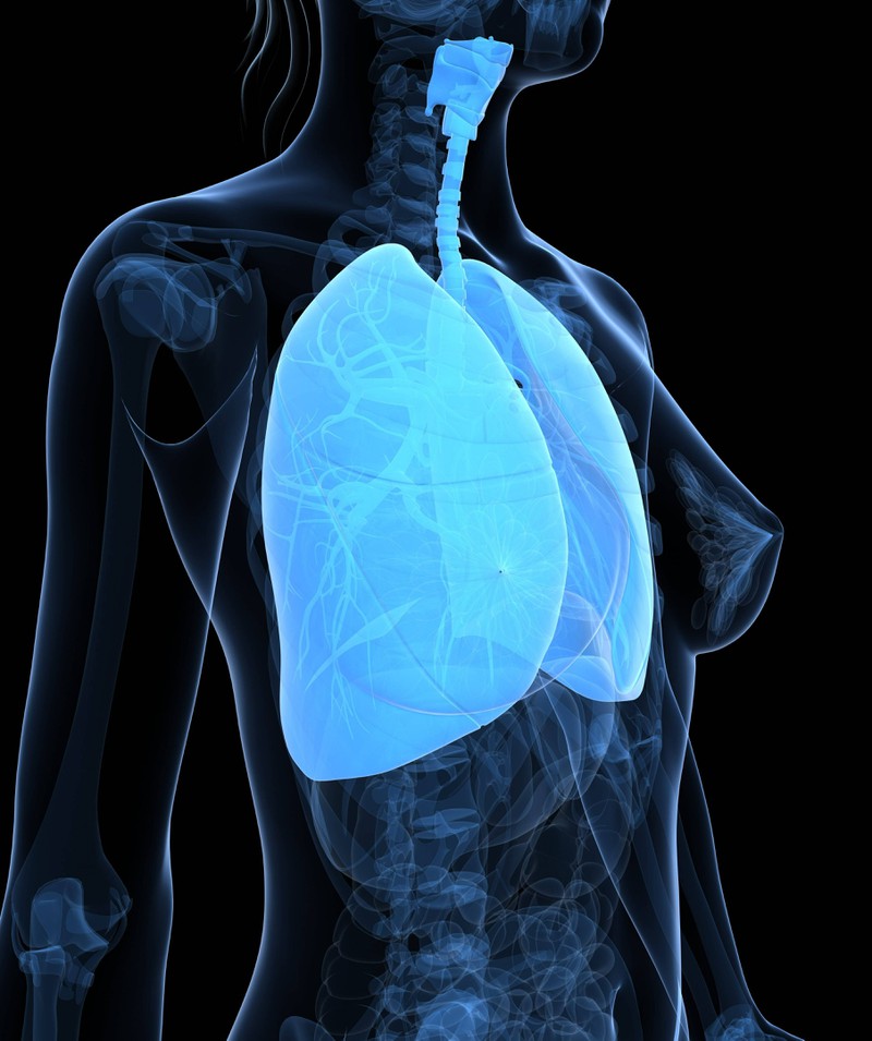 Die menschliche Lunge
