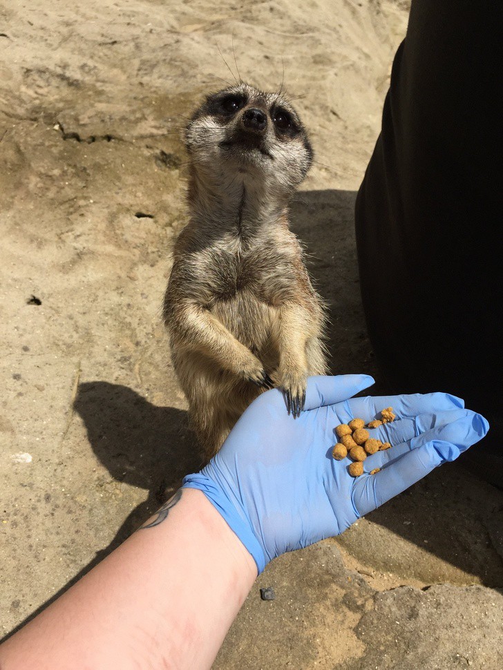 Dieses Bild zeigt eine Erdmännchen-Fütterung, ein Geschenk eines Mannes an seine Freundin.