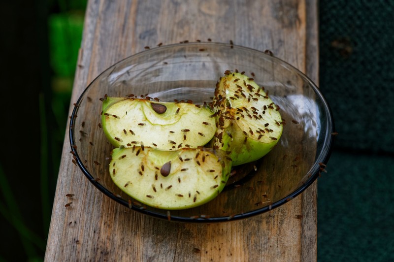 Gammliges Obst solltest du sofort entsorgen, bevor sich kleine Fliegen darauf niederlassen.