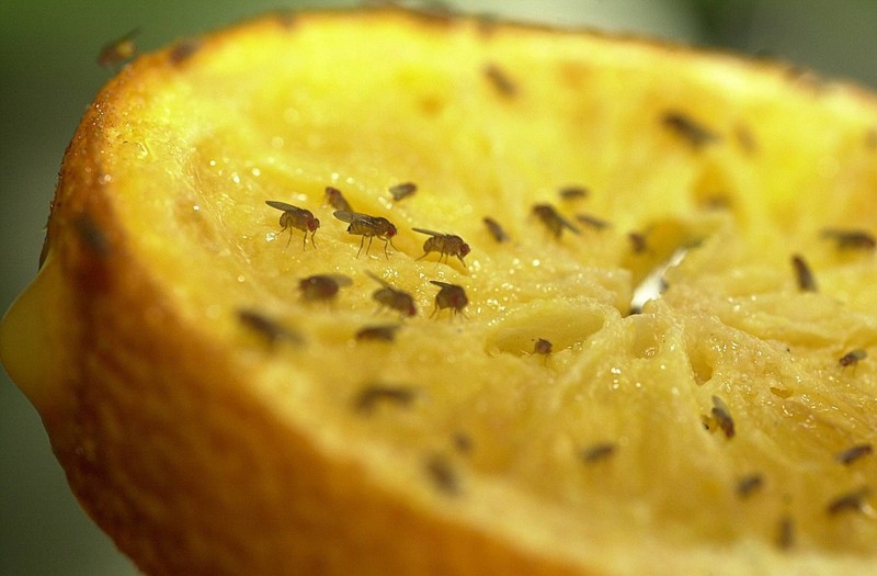 Obstfliegen machen sich oftmals auf unseren Früchten breit, aber mit einem simplen Trick wirst du sie los.