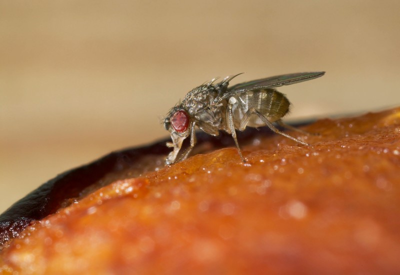 Welches Obst mögen Fruchtfliegen ganz besonders gerne?