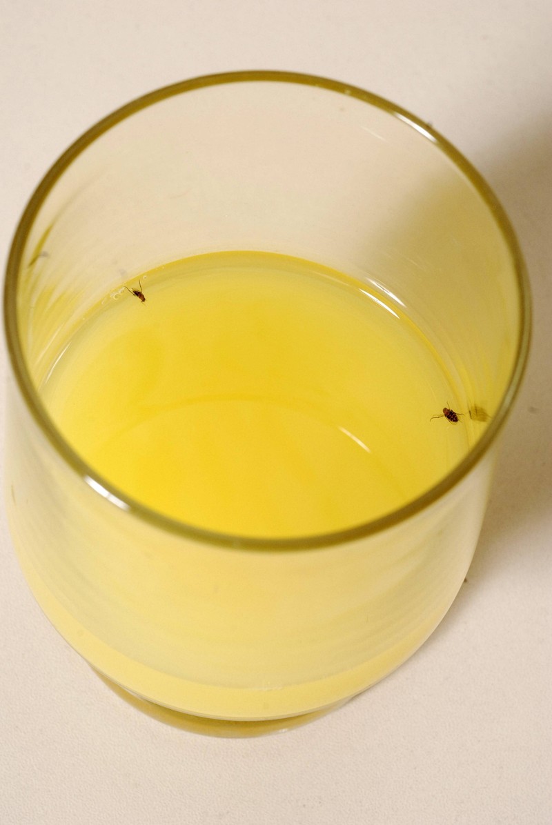 Wie baut man eigentlich solch eine Fruchtfliegenfalle?