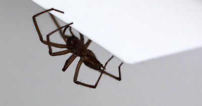 Mit den Pflanzen hast du keine Spinnen mehr in der Wohnung