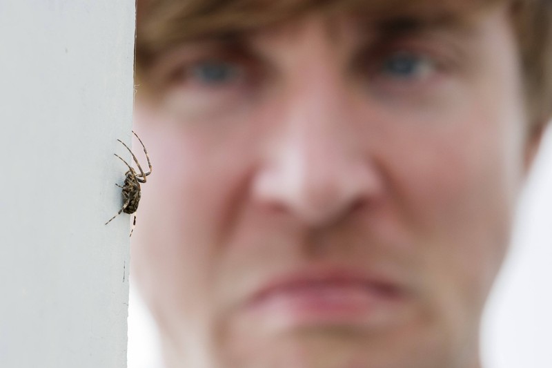 Spinnen lösen nicht nur bei Frauen Ängste aus.