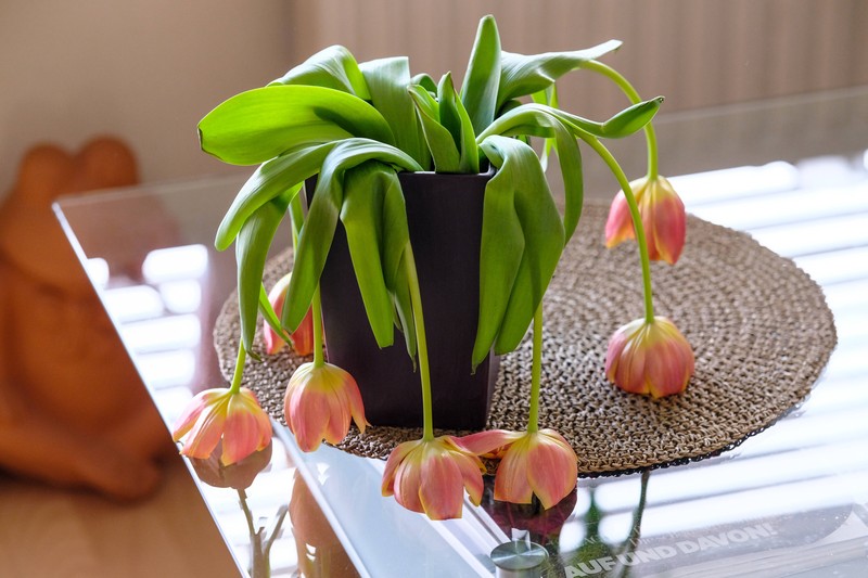 Der passende Ort für die Blumen kann entscheidend sein.
