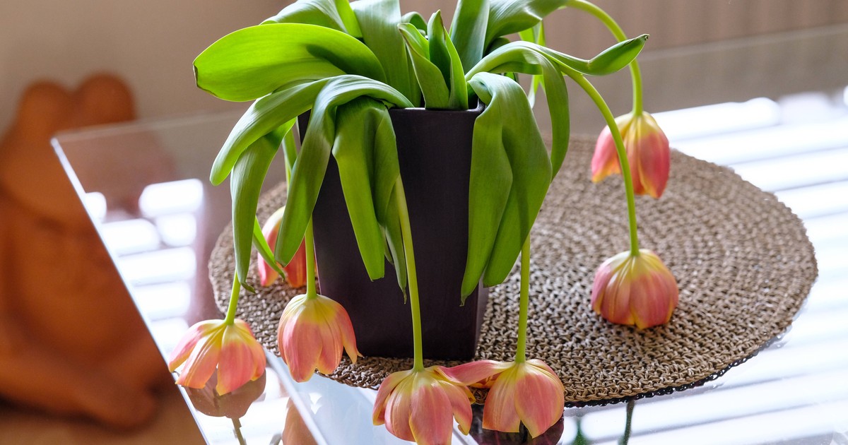 Haltbarkeit verlängern: So bleiben Blumen in der Vase lange frisch