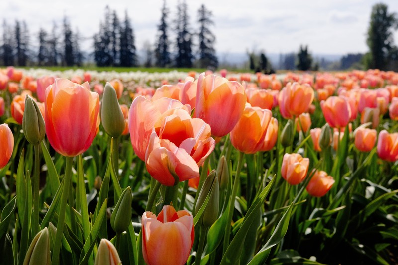 Tulpen bestehen zu 99% aus Wasser. Deswegen lassen sie schnell ihren Kopf hängen.