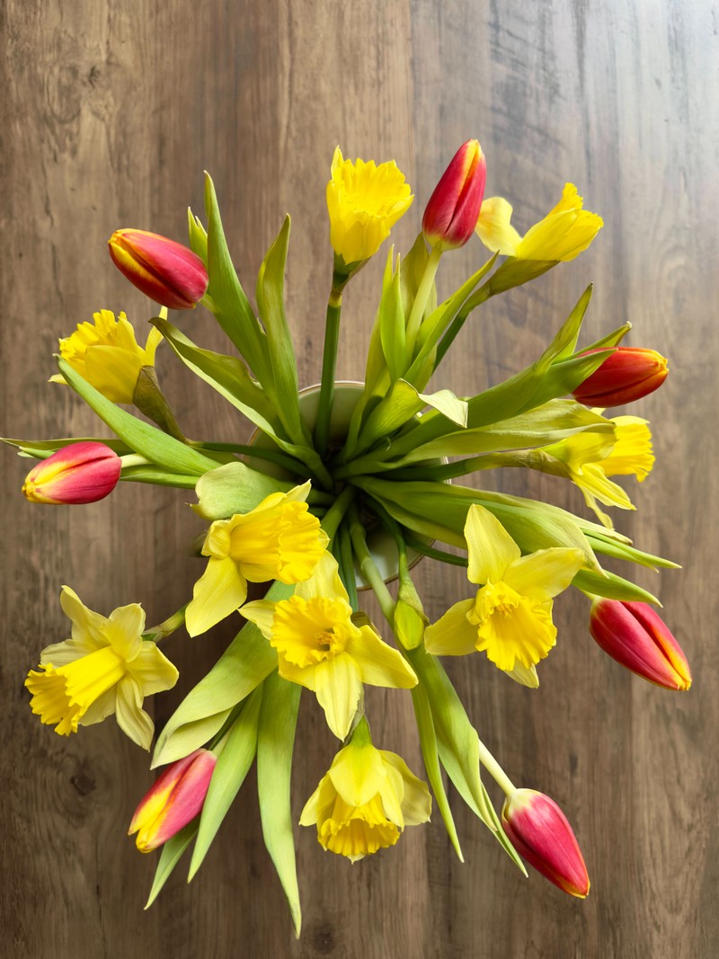 Tulpen und Narzissen sollten nur wenn nötig zusammen gehalten werden.